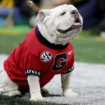 The Hype Gurus of College Sports: NCAA Mascots Ranked
