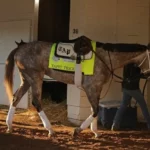 Tapit Trice Should Lead The Pack In Derby