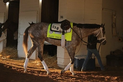 Tapit Trice Should Lead The Pack In Derby