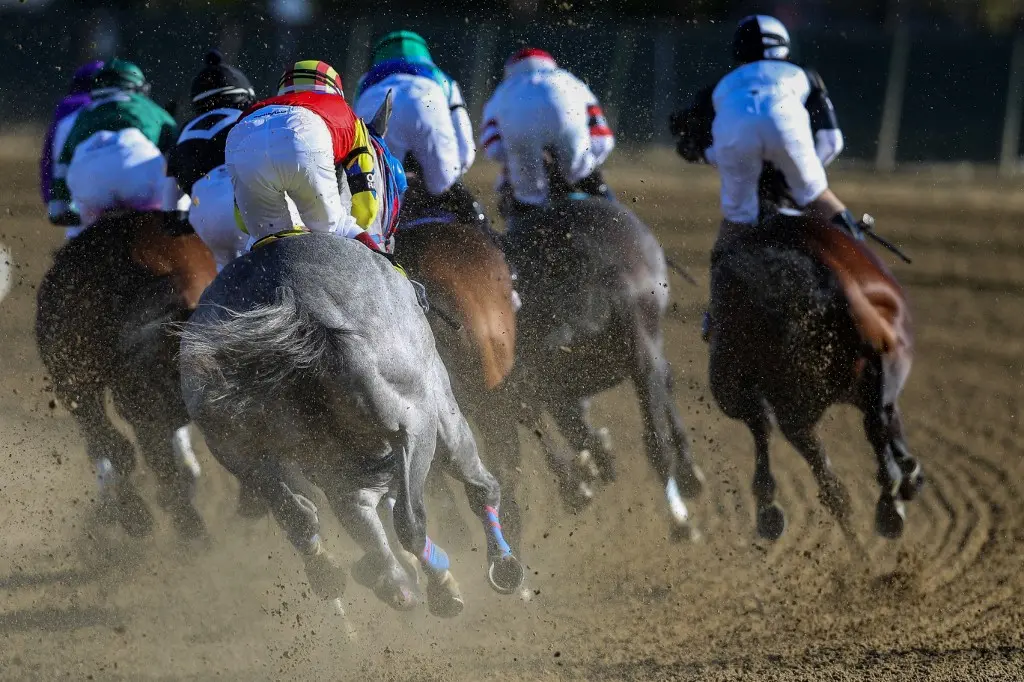 Black-Eyed Susan Predictions and Picks, 5/16: Reply a Must for This Bet