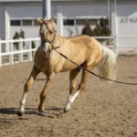 Oldest Horse Breed Every Bettor Should Know About