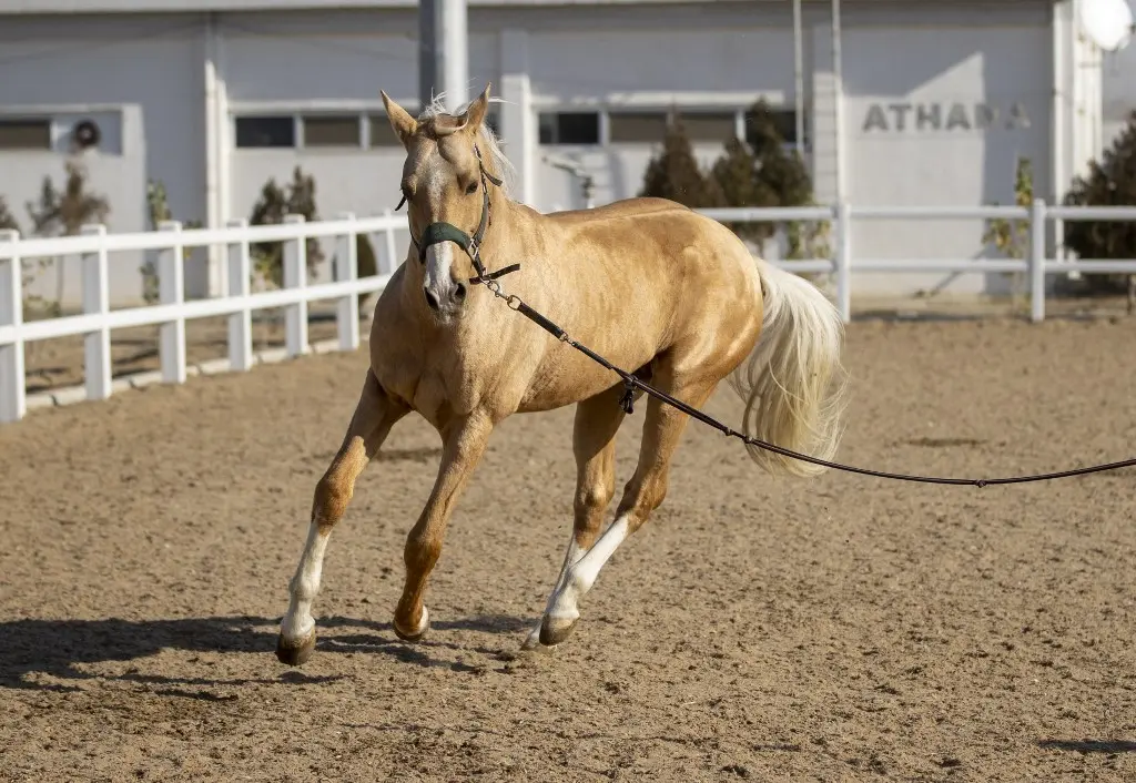 Oldest Horse Breed Every Bettor Should Know About