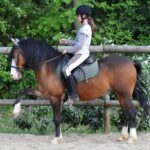 Best Horse Breeds for Beginners: Safe, Calm & Easy to Train