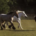 Different Horse Breeds: A Complete Guide for Beginners