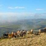 Small Horse Breeds and Ponies: Size, Types & Characteristics